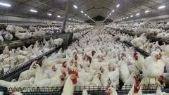 مرغ به ۱۶۰ هزار تومان رسید/ سفره مردم زیر فشار گرانی