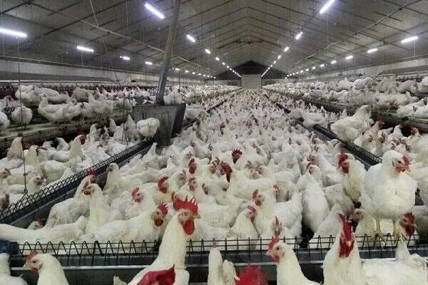 مرغ به ۱۶۰ هزار تومان رسید/ سفره مردم زیر فشار گرانی