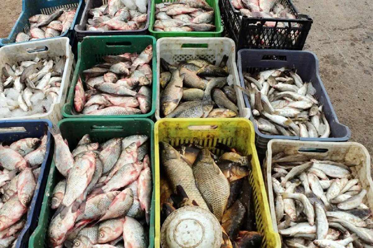 قیمت ماهی امروز/ جدول
