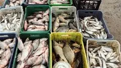 قیمت انواع ماهی در میادین و بازارهای میوه و تره بار اعلام شد