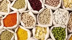 لوبیا چیتی رکورد گرانی را شکست