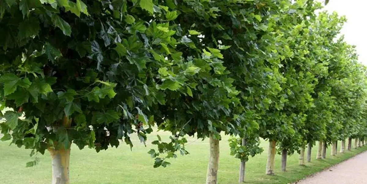 درباره طرح کاشت یک میلیارد درخت چه می دانید؟