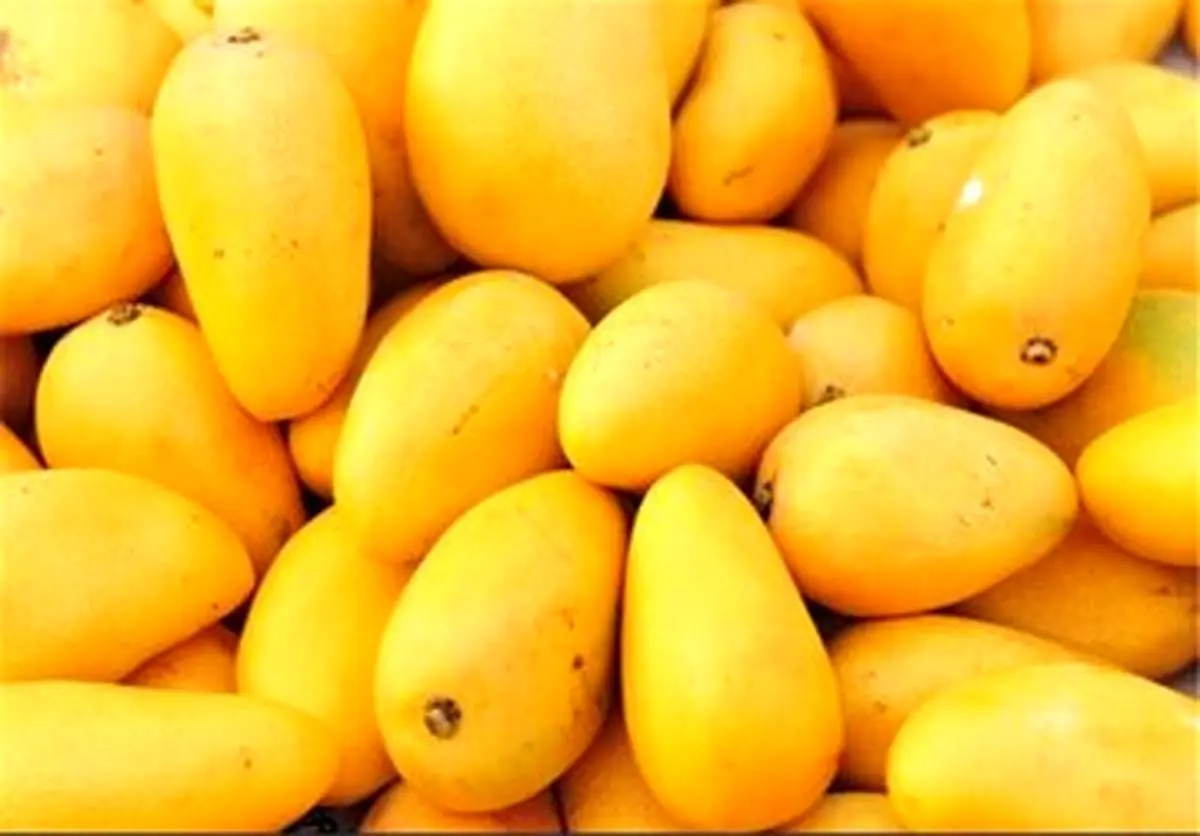 از انبه غافل نشوید
