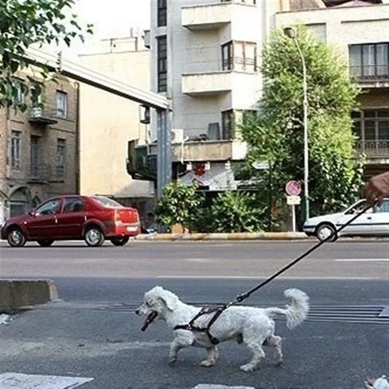  یکی از معضلات شهر تهران سگ گردانی شناخته شد!