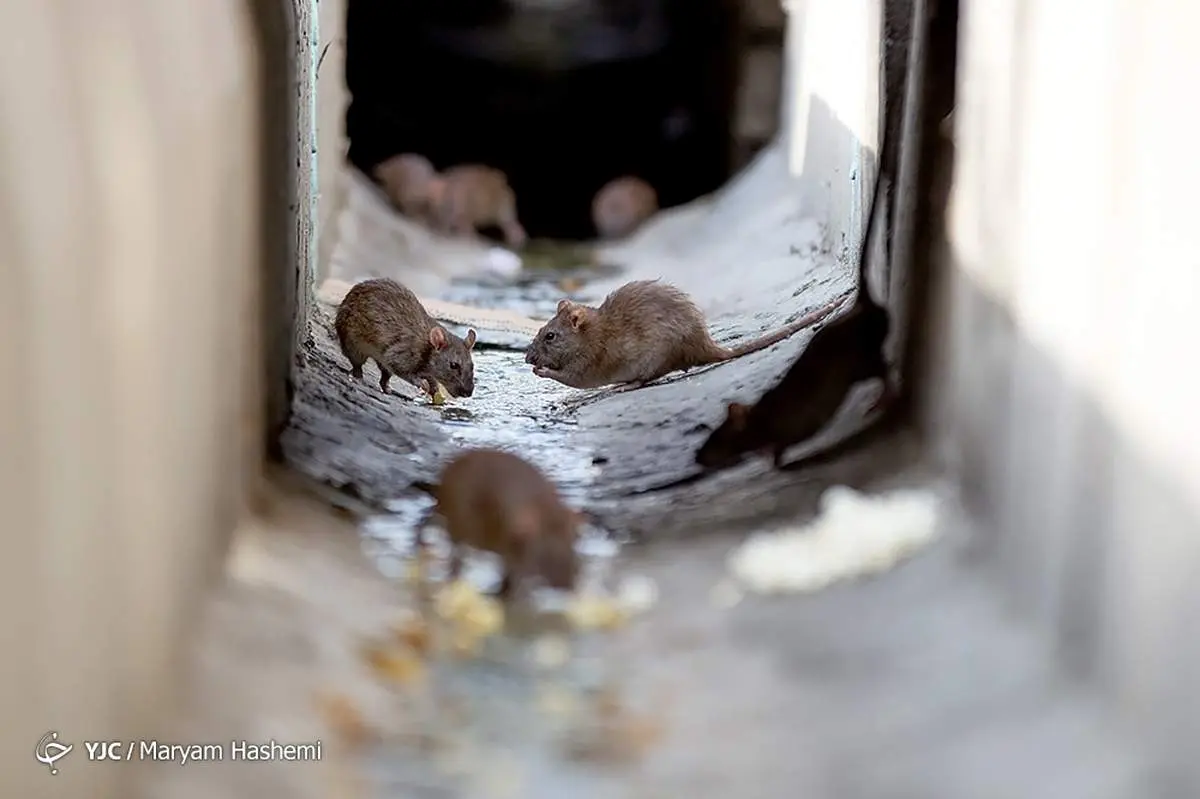 بازگشتِ موش های تهران!