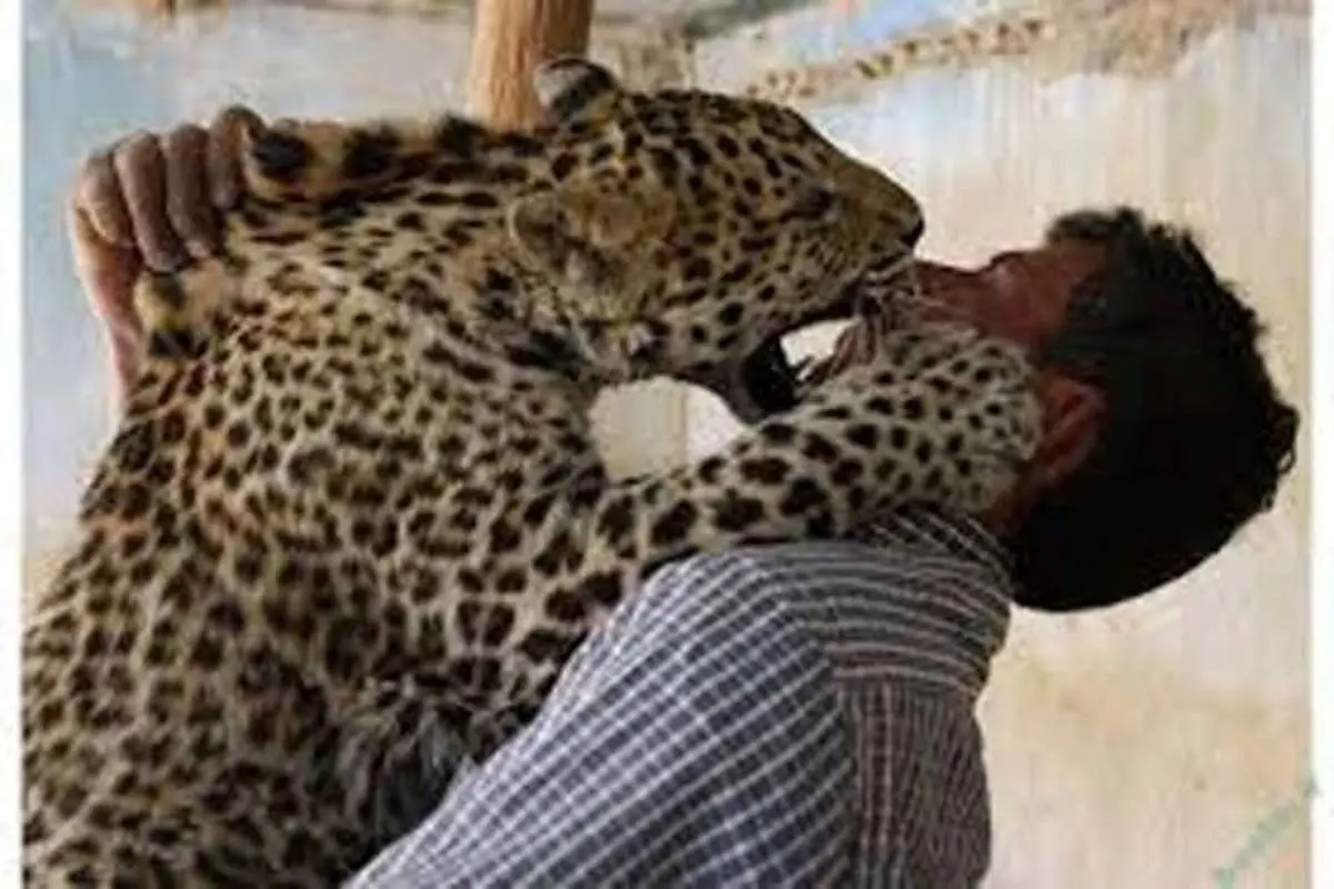 ببینید / حمله وحشیانه پلنگ به یک گردشگر در گلستان