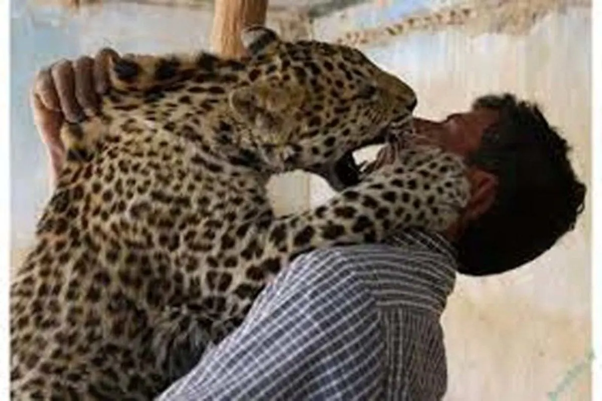 ببینید / حمله وحشیانه پلنگ به یک گردشگر در گلستان 
