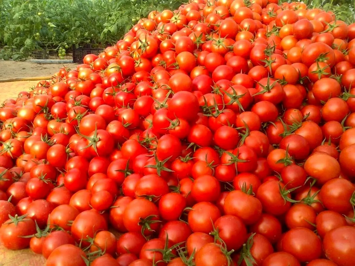 گوجه فرنگی رو دست کشاورزان مانده 