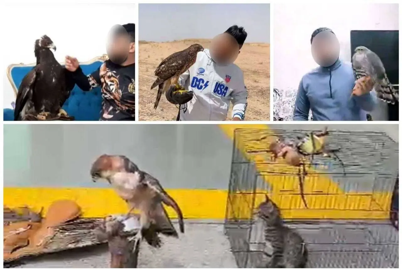 دکتر عقاب دستگیر شد/ قاچاق یا شکار غیرمجاز گونه‌های حیات وحش را خبر بدهید