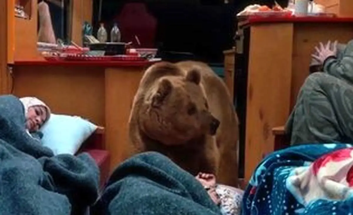 سکانس حمله خرس به کمپر ارسطو واقعی بود؟