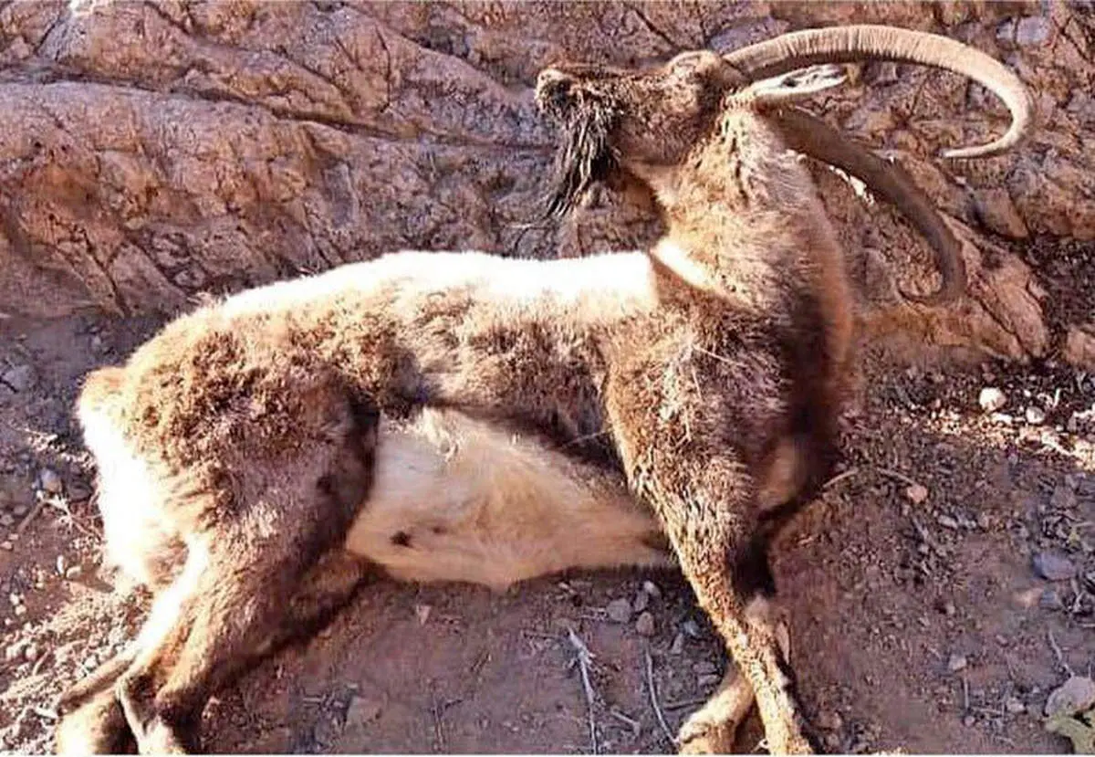 شیوع یک بیماری کشنده ویروسی در پارک ملی بمو؛ منطقه تا اطلاع ثانوی قرنطینه شد