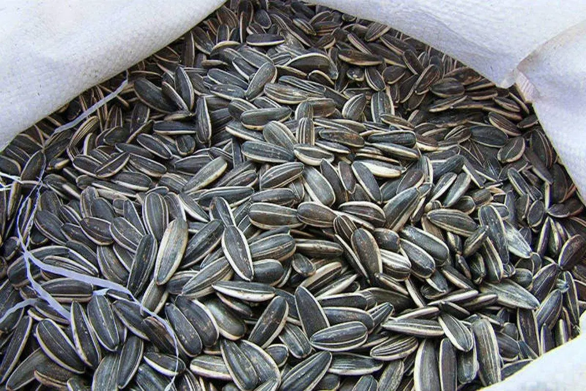 یک مشت تخمه برای کاهش تصادفات جاده‌ای!