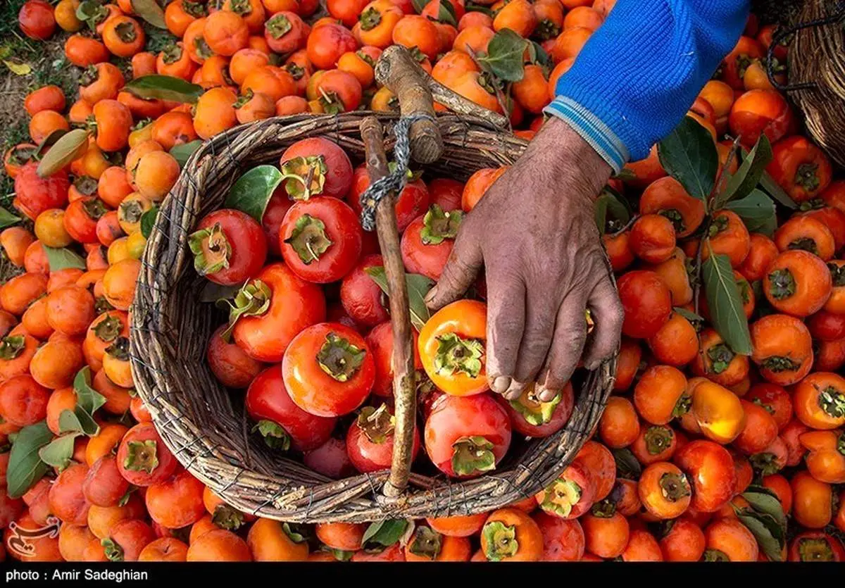 این خرمالوها ضد سرطانند و کم خونی شما را رفع می کنند