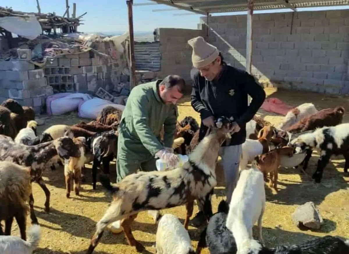 نحوه تشخیص گوشت آلوده به تب کریمه کنگو/ این نشانهها را جدی بگیرید